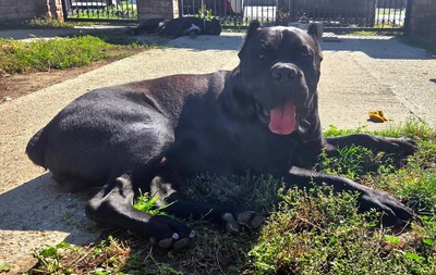 Cedric Working Corso, Cane Corso - Rüde
