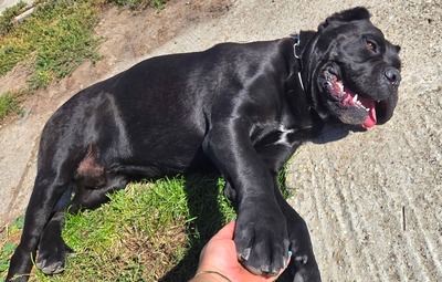 Cedric Working Corso, Cane Corso - Rüde