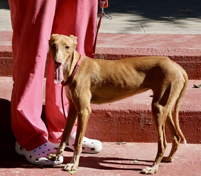 Celeste, Podenco Andaluz - Mix - Hündin 1