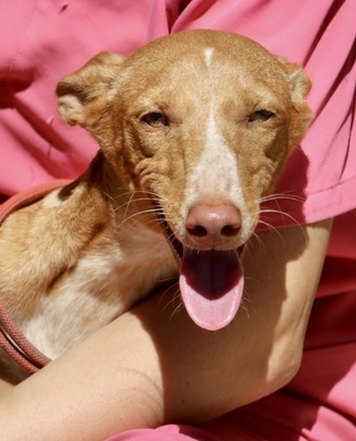 Celeste, Podenco Andaluz - Mix - Hündin