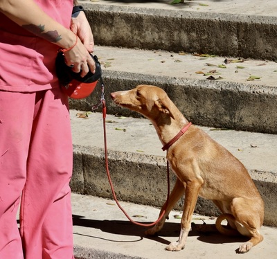 Celeste, Podenco Andaluz - Mix - Hündin