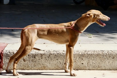 Celeste, Podenco Andaluz - Mix - Hündin