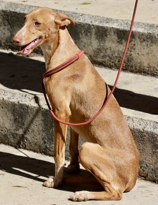 Celeste, Podenco Andaluz - Mix - Hündin