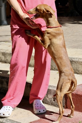 Celeste, Podenco Andaluz - Mix - Hündin