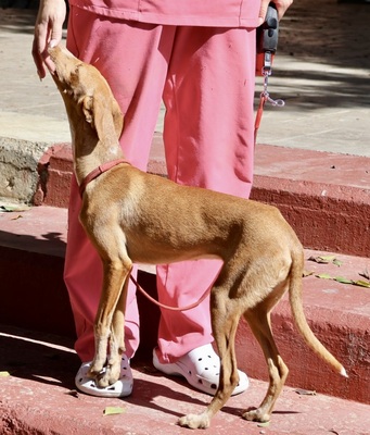 Celeste, Podenco Andaluz - Mix - Hündin