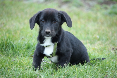 Celina, Mischling Welpen - Hündin