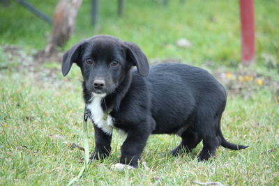 Celina, Mischling Welpen - Hündin