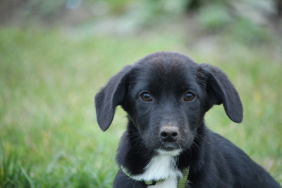 Celina, Mischling Welpen - Hündin