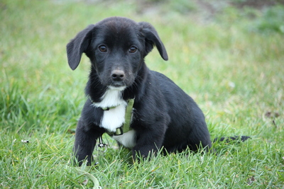 Celina, Mischling Welpen - Hündin