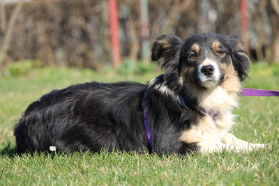 Celina, Mischling Welpen - Hündin