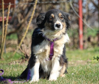 Celina, Mischling Welpen - Hündin