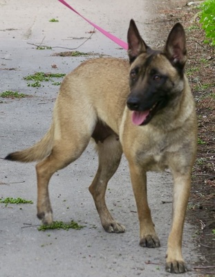 Celine, Malinois - Mix - Hündin