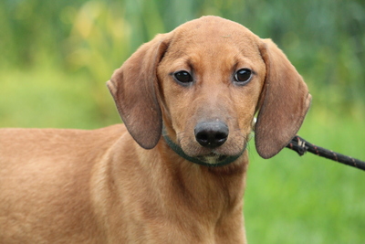 Celine, Mischling Welpen - Hündin