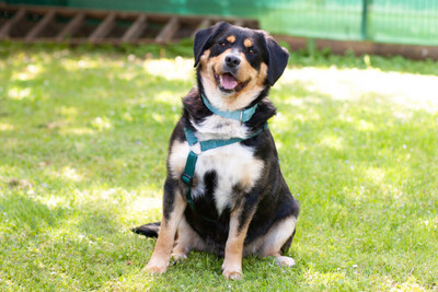 Cellon, Mini-Berner-Mix - Rüde