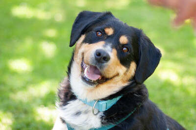 Cellon, Mini-Berner-Mix - Rüde