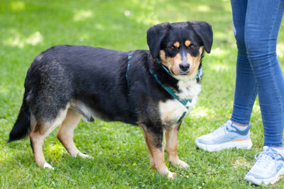 Cellon, Mini-Berner-Mix - Rüde