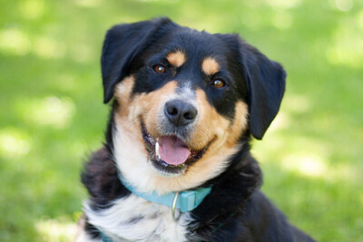 Cellon, Mini-Berner-Mix - Rüde