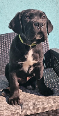 Centurio Working Corso, Cane corso Welpen - Rüde