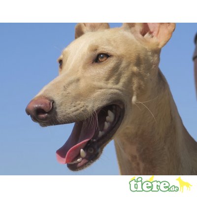 Cesar, Galgo Español - Rüde