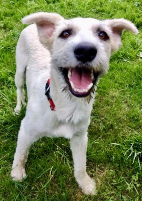 Cesar, Spanischer Wasserhund - Mix - Rüde