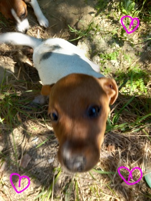 Cesare, Jack Russell Terrier Welpen - Rüde