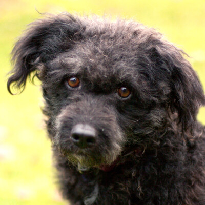 Cesena, Pudel-Mix - Hündin