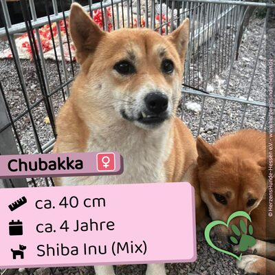 🌸 💐 Chūbakka Slowakei (NB) Shiba Inu (Mix) Hündin schüchtern und umgänglich, Shiba Inu (Mix) - Hündin