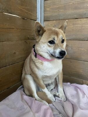 🌸 💐 Chūbakka Slowakei (NB) Shiba Inu (Mix) Hündin schüchtern und umgänglich, Shiba Inu (Mix) - Hündin