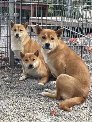 🌸 💐 Chūbakka Slowakei (NB) Shiba Inu (Mix) Hündin schüchtern und umgänglich, Shiba Inu (Mix) - Hündin