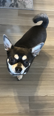 Chabo, Chihuahua - Rüde