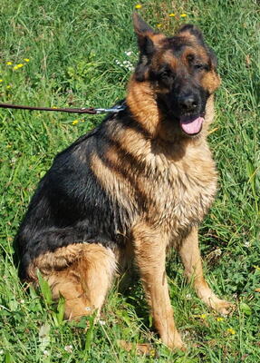 Chamelot-NOTFALL Österreich, Mischling - Rüde