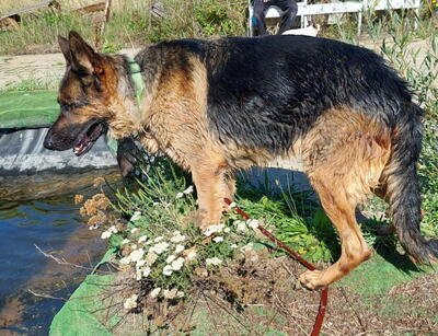 Chamelot-NOTFALL Österreich, Mischling - Rüde