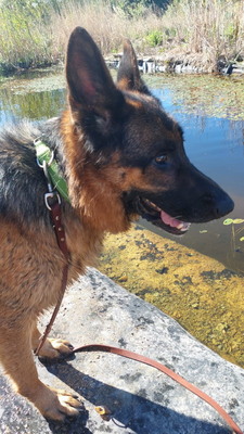 Chamelot-NOTFALL Österreich, Mischling - Rüde