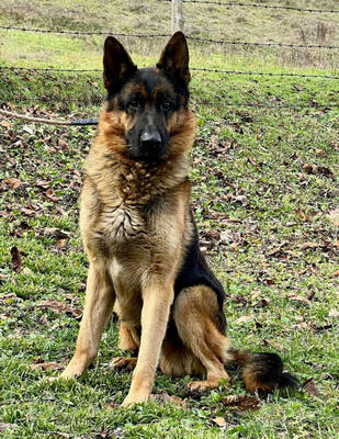 Chamelot - NOTFALL Österreich