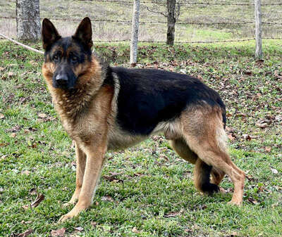 Chamelot - NOTFALL Österreich, Mischling - Rüde