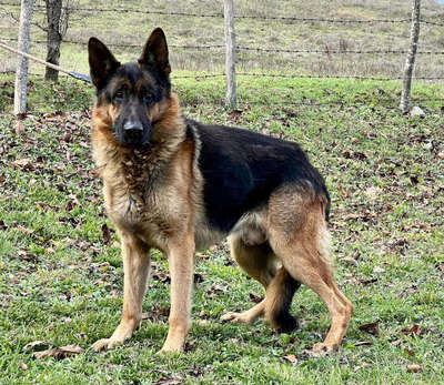 Chamelot - NOTFALL Österreich, Mischling - Rüde