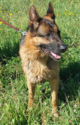 Chamelot - NOTFALL Österreich, Mischling - Rüde