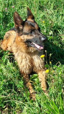 Chamelot - NOTFALL Österreich, Mischling - Rüde