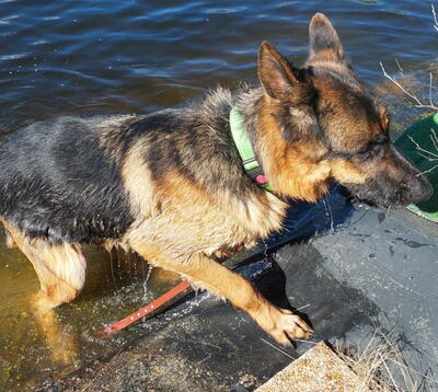 Chamelot - NOTFALL Österreich, Mischling - Rüde