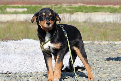 Champ, Mischling Welpen - Rüde