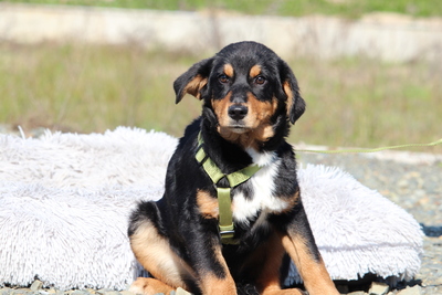 Champ, Mischling Welpen - Rüde