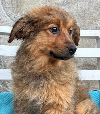 Chanel, Mischling Welpen - Hündin