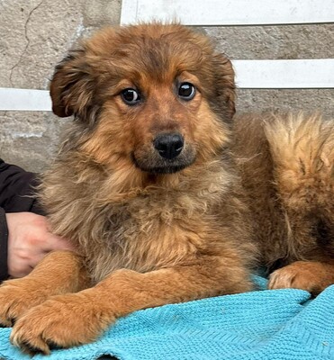 Chanel, Mischling Welpen - Hündin