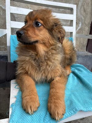 Chanel, Mischling Welpen - Hündin