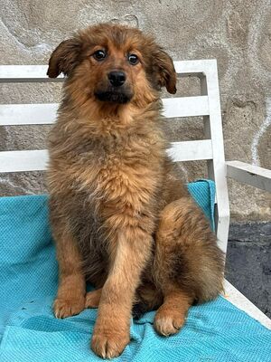 Chanel, Mischling Welpen - Hündin