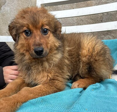 Chanel, Mischling Welpen - Hündin