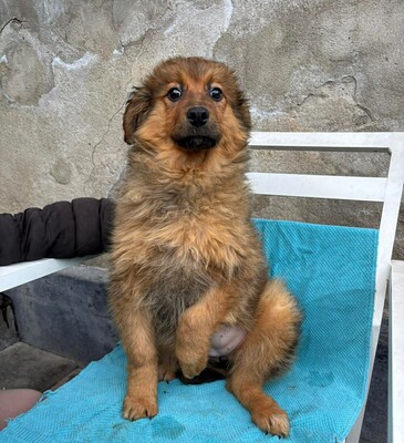 Chanel, Mischling Welpen - Hündin