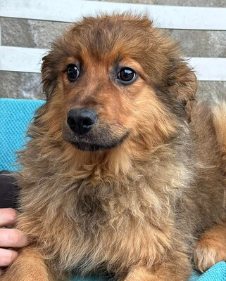 Chanel, Mischling Welpen - Hündin