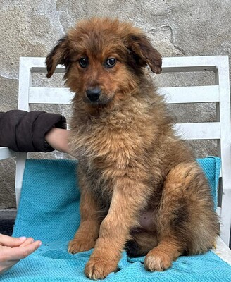 Chanel, Mischling Welpen - Hündin