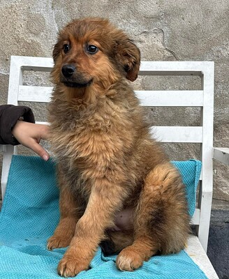 Chanel, Mischling Welpen - Hündin